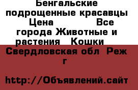 Бенгальские подрощенные красавцы. › Цена ­ 20 000 - Все города Животные и растения » Кошки   . Свердловская обл.,Реж г.